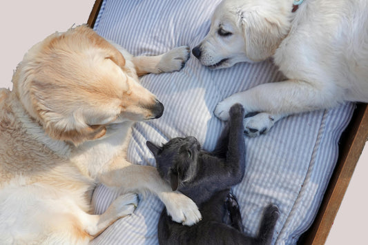 Say Goodbye to Pet Hair: 7 Must-Have Tips for Every Pet Owner